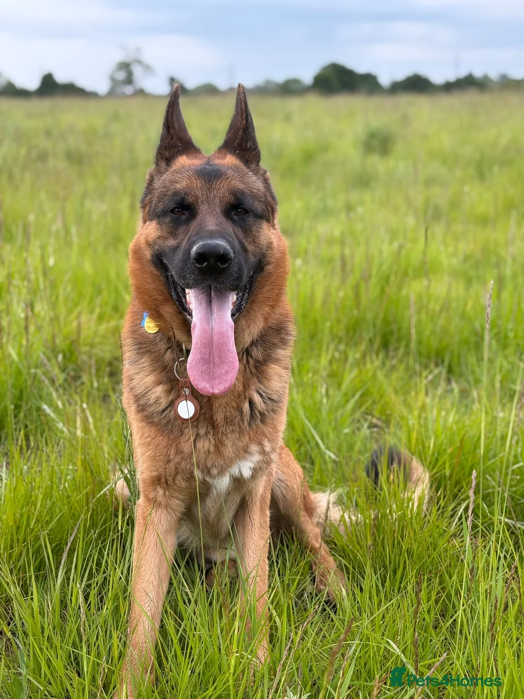 German Shepherd dogs for sale: Gorgeous German Shepard  in Warrington - Advert 5