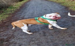 American Bulldog dogs for sale: American Bulldog puppies - Image 10