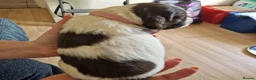 Sprocker dogs for sale: Gorgeous Sprocker Spaniel Puppies! - Advert 32