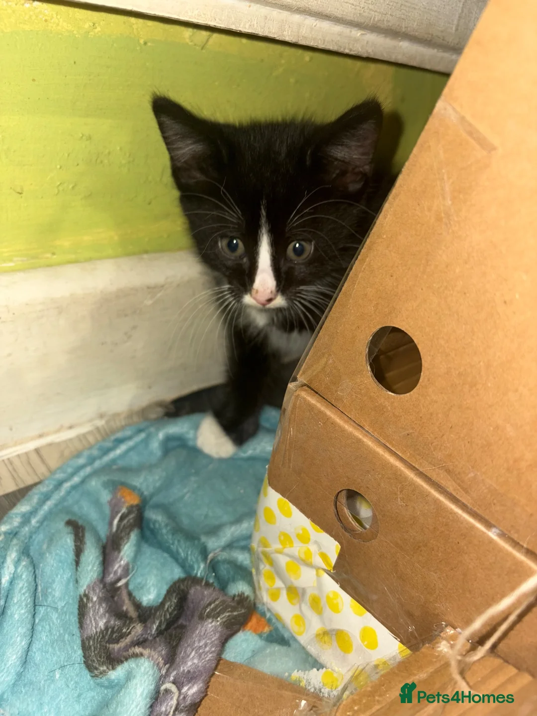 Mixed Breed cats for sale: waiting for a, dewormen weeks old - Advert 1