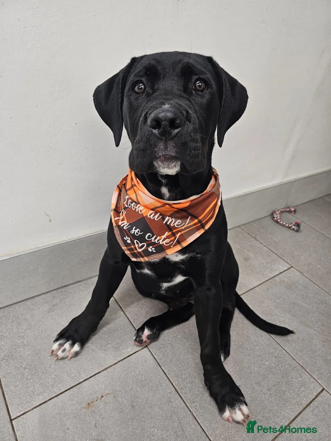 Cane Corso dogs for sale: 19Week old Cane Corso male Pup  - Advert 8