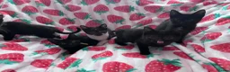 Mixed Breed cats for sale: 5 Kittens Ready to Go! - Advert 12