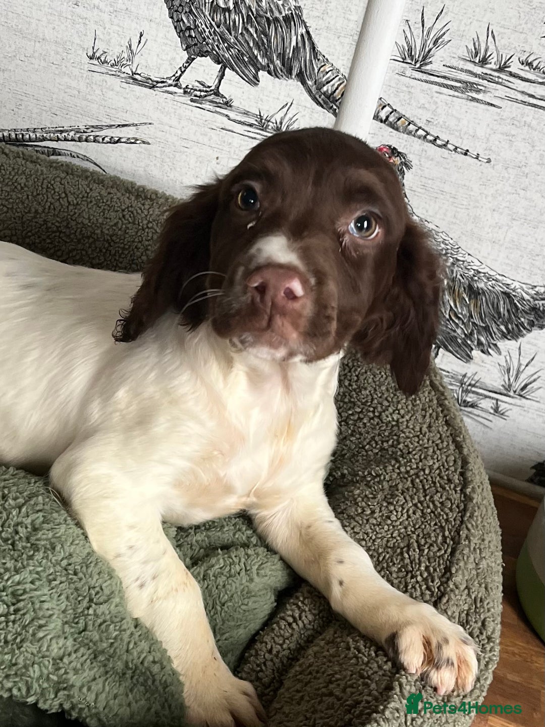 English Springer Spaniel dogs for sale: Working Springer Spaniel Bitch Pup - Advert 3