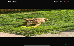 Staffordshire Bull Terrier dogs for sale: 13 week old pup for sale  - Image 8