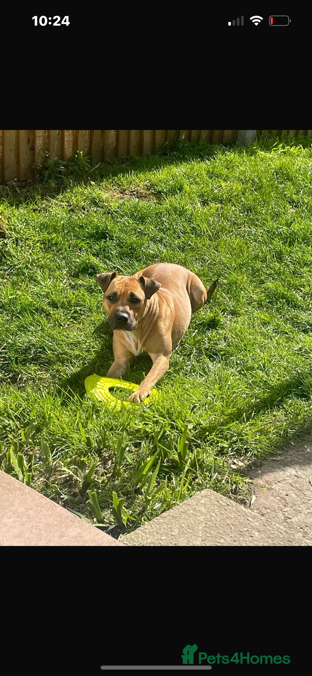 Staffordshire Bull Terrier dogs for sale: 13 week old pup for sale  - Image 8