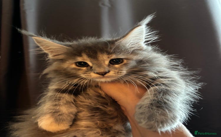 Maine Coon cats - Advert 11