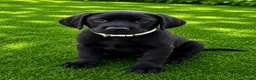 Labrador Retriever dogs for sale: KC Registered Pedigree Labrador Puppies - Advert 8