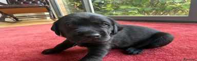 Charlie