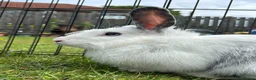 Lionhead rabbits for sale: Lionhead female in Newcastle upon Tyne - Advert 4