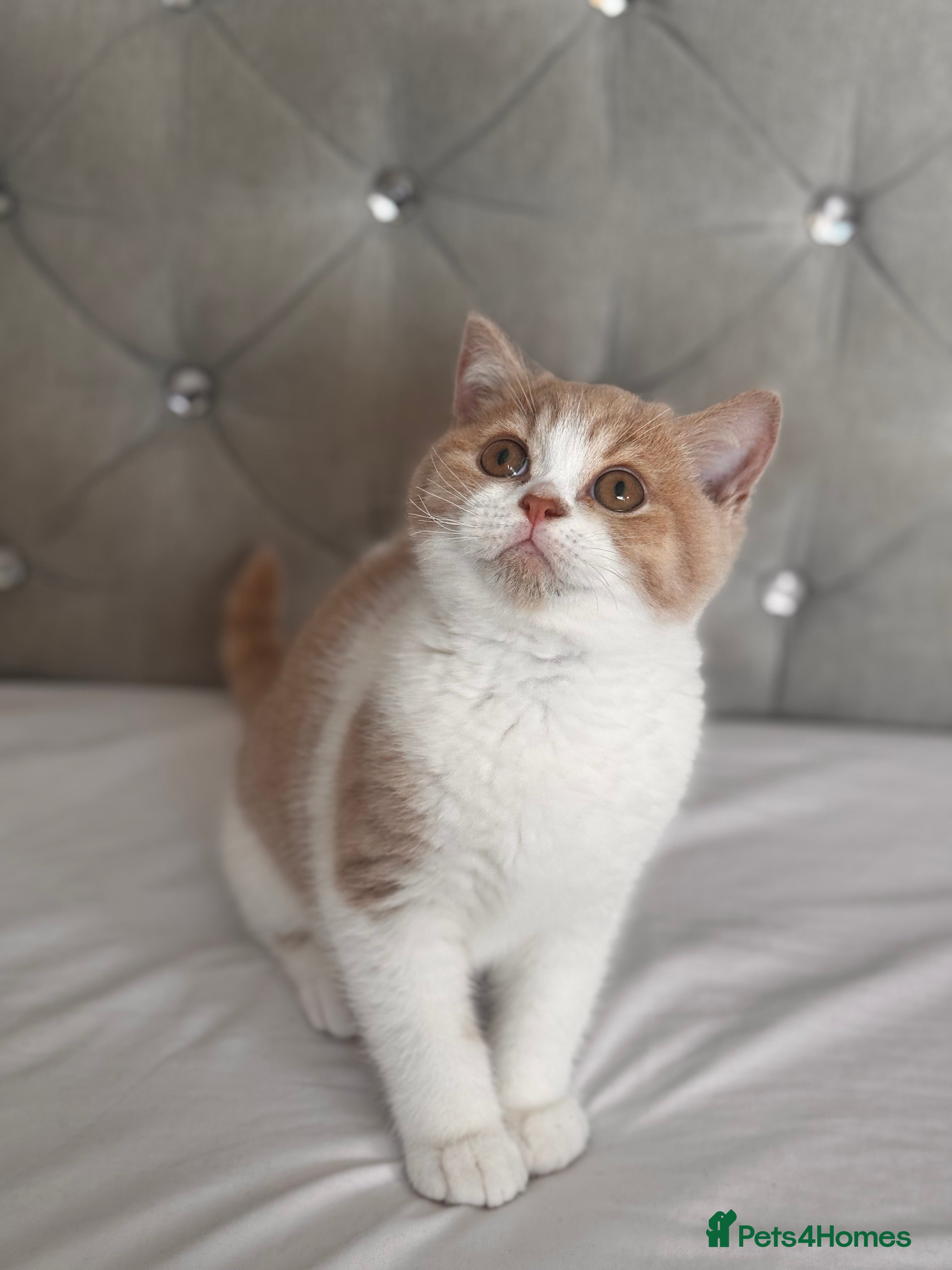 British Shorthair cats 17 weeks old Gorgeous British shorthair🏆💙 - Advert 11