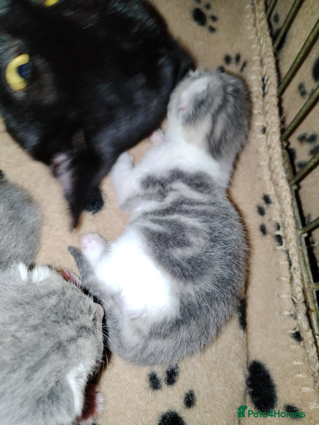 Mixed Breed cats for sale: Kittens in Bilston - Advert 8