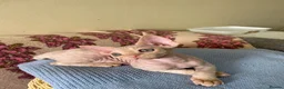 Devon Rex cats for sale: very beautiful Devon Rex boy - Advert 8