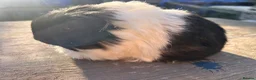 Guinea Pig rodents for sale: friendly boy guinea pigs to reserve  - Advert 4