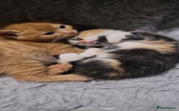 Mixed Breed cats for sale: Beautiful kittens needing loving homes - Image 23