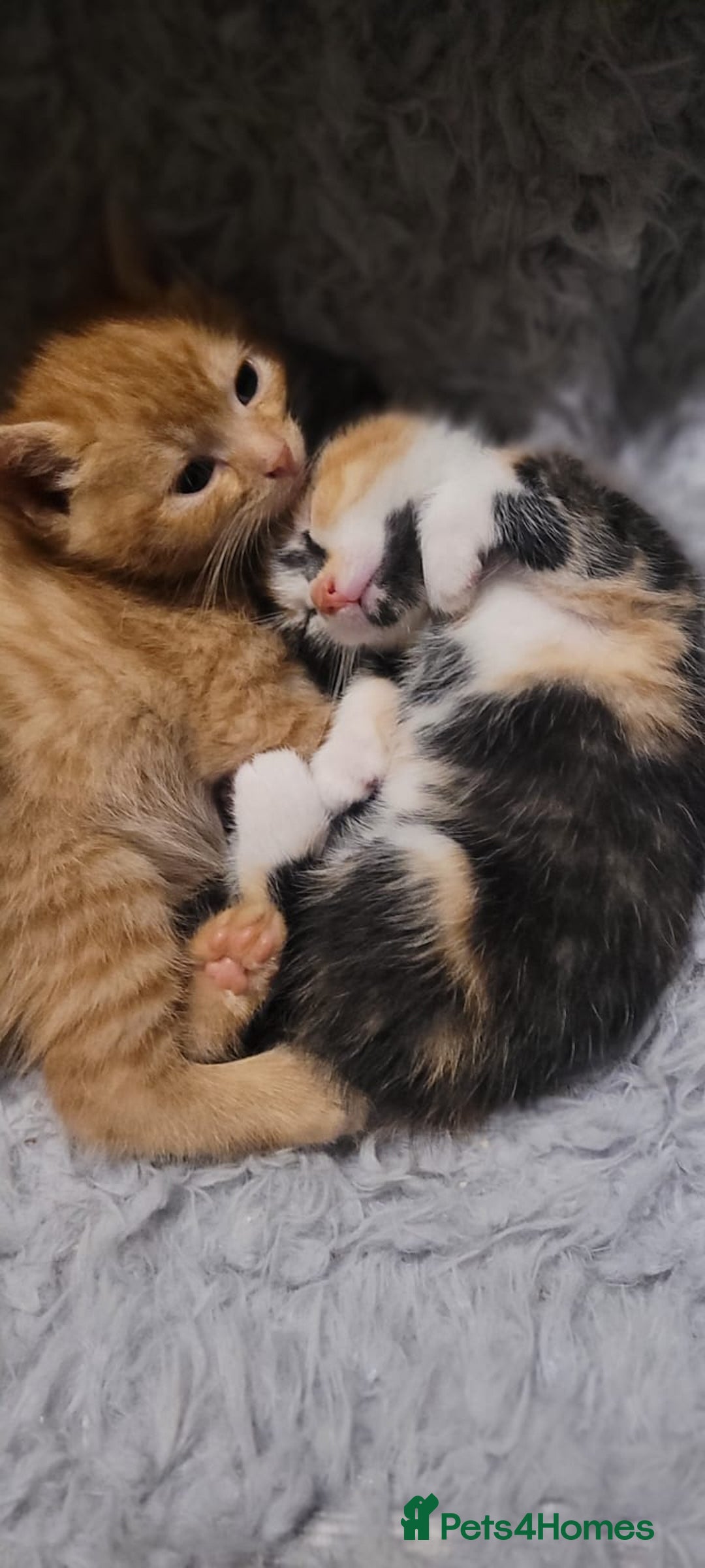 Mixed Breed cats for sale: Beautiful kittens needing loving homes - Image 23