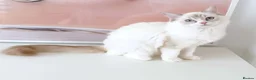 Ragdoll cats for sale: GCCF ACTIVE (FOR BREEDING) SEAL BICOLOUR FEMALE - Advert 18
