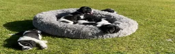 English Springer Spaniel dogs for sale: Springer Spaniel Puppies  - Advert 3