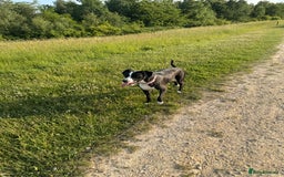 Mixed Breed dogs for sale: Dalmation x Great Dane  - Image 4