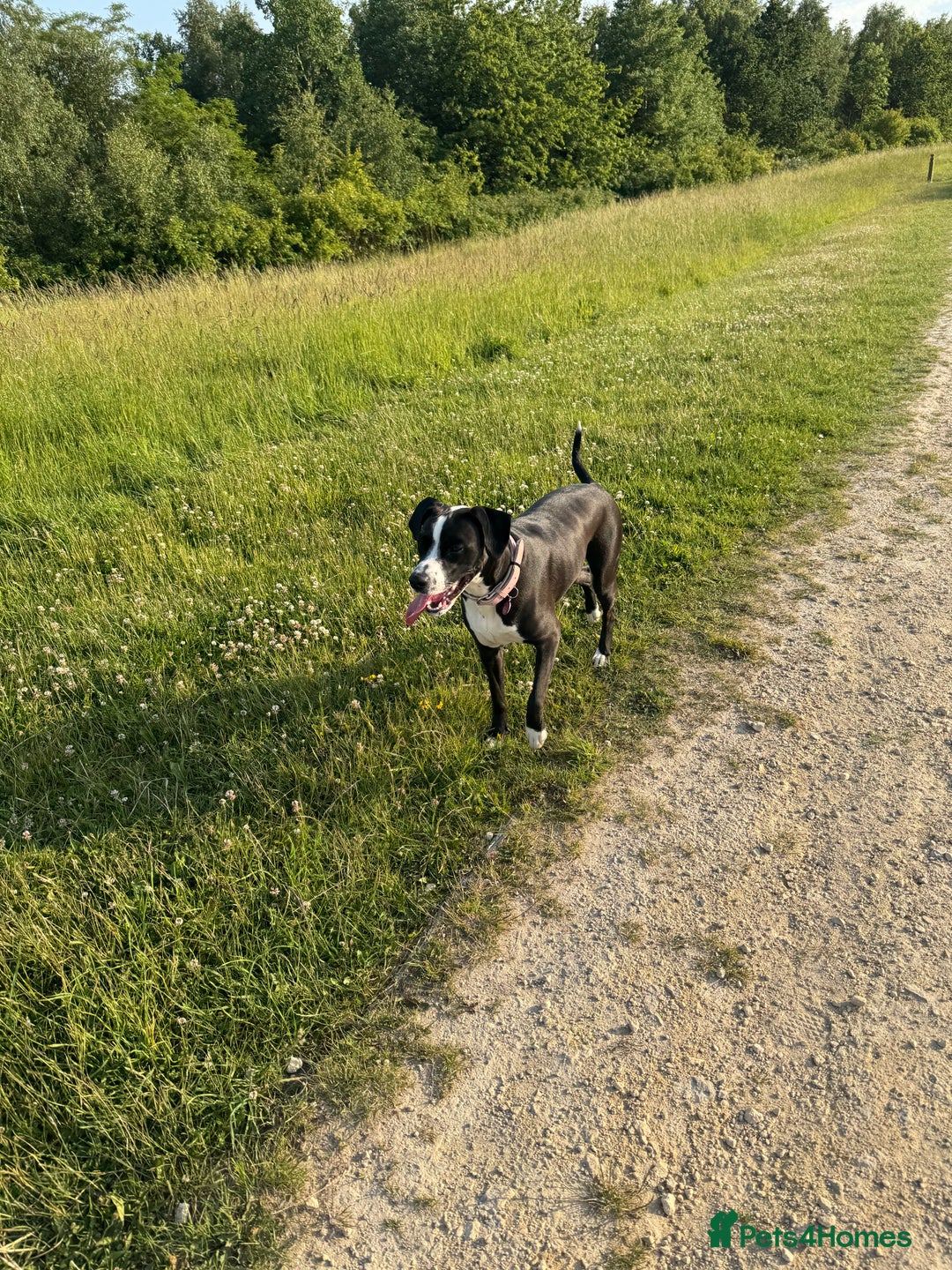 Mixed Breed dogs for sale: Dalmation x Great Dane  - Image 4