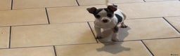 Jack Russell dogs for sale: Miniature Jack Russels  - Advert 1