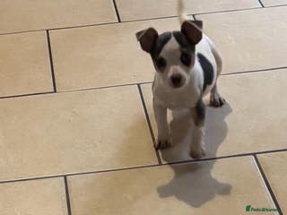 Jack Russell dogs Miniature Jack Russels - Advert 13