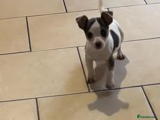 Jack Russell dogs Miniature Jack Russels - Advert 1