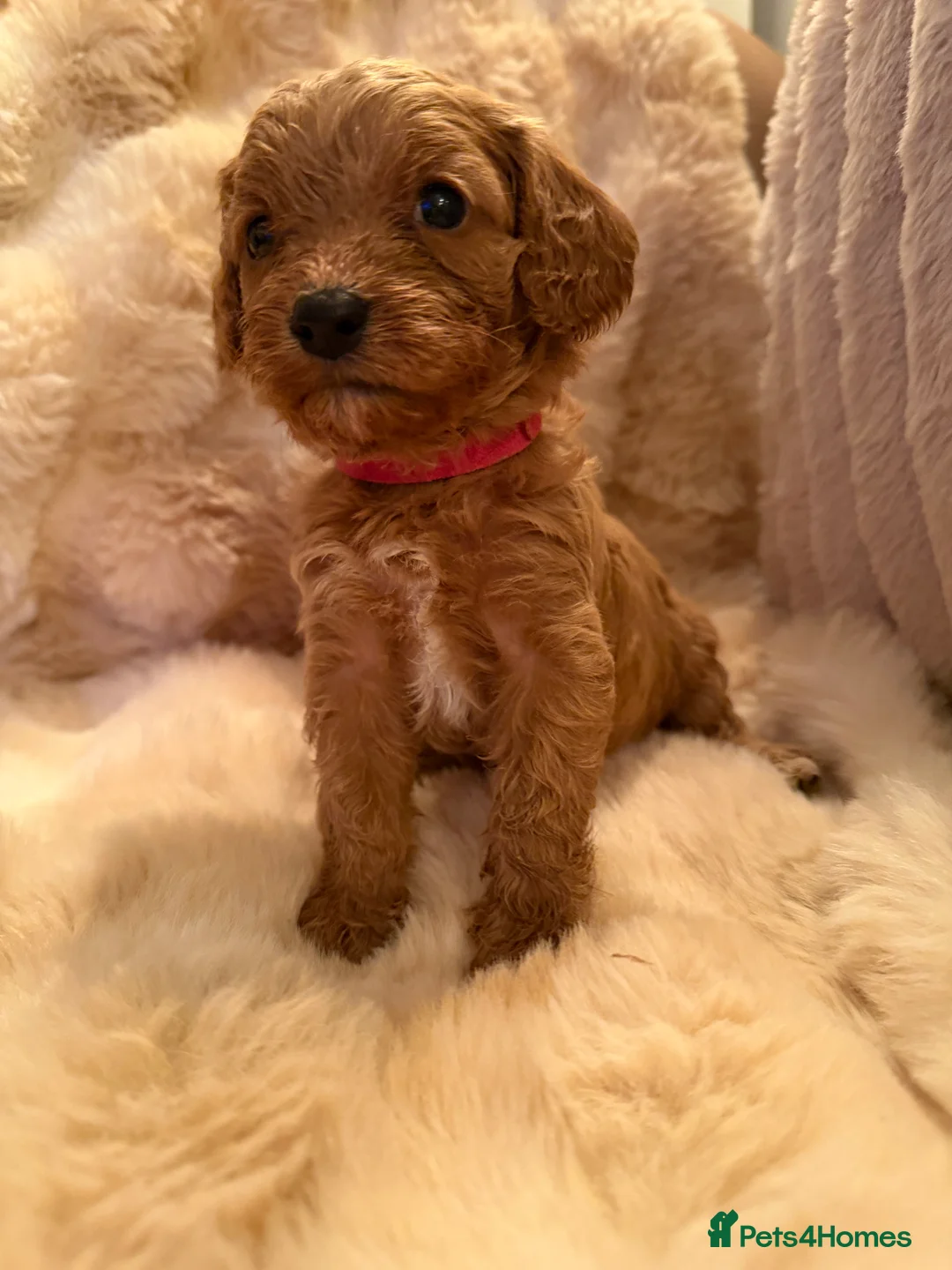 Cavapoo dogs for sale: 🐶 READY TO GO Beautiful Cavapoo Puppies  - Advert 33