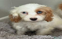 Cavapoo dogs for sale: F1 apricot and white health tested Cavapoo puppies - Image 5