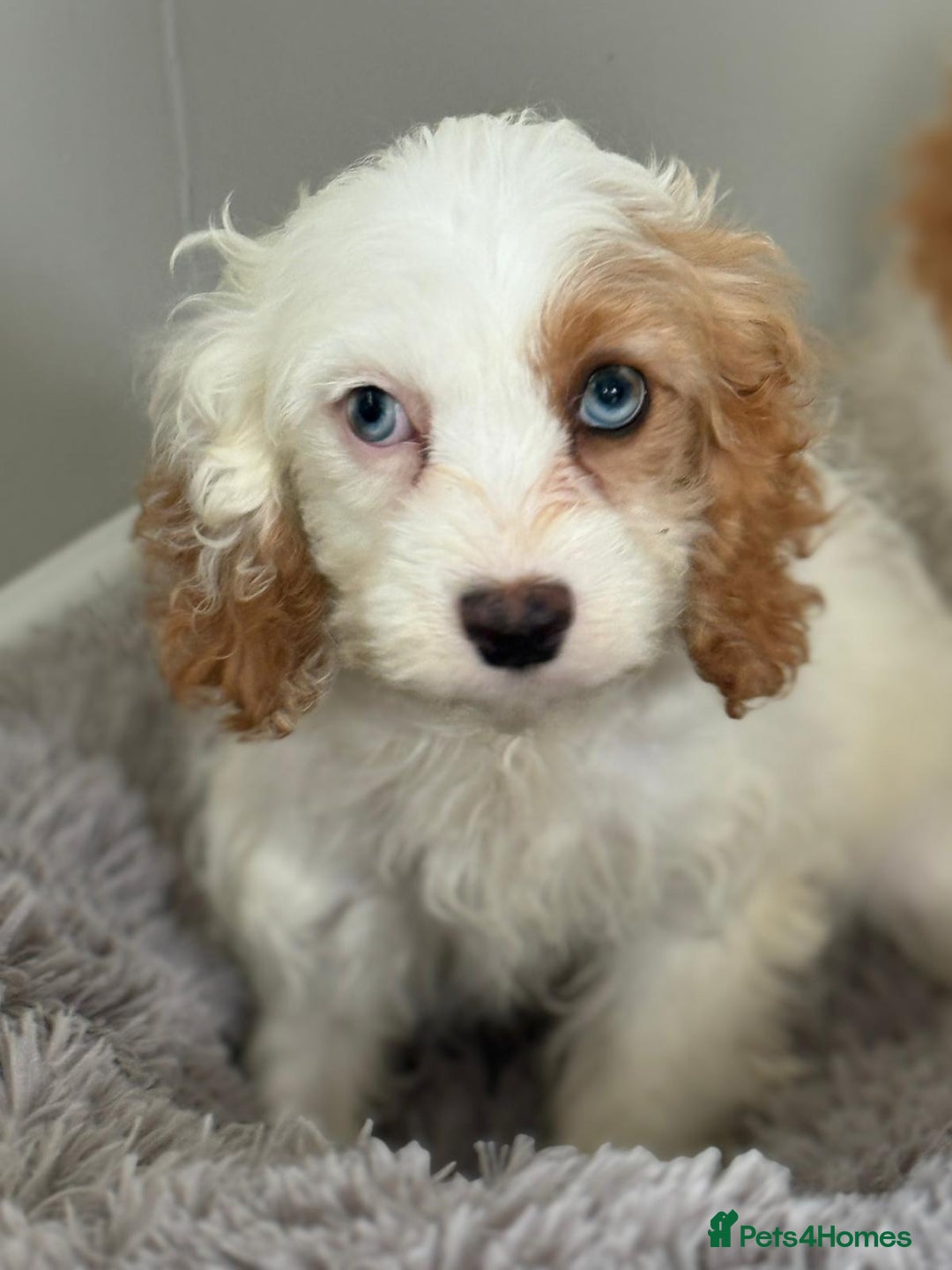 Cavapoo dogs for sale: F1 apricot and white health tested Cavapoo puppies - Image 5