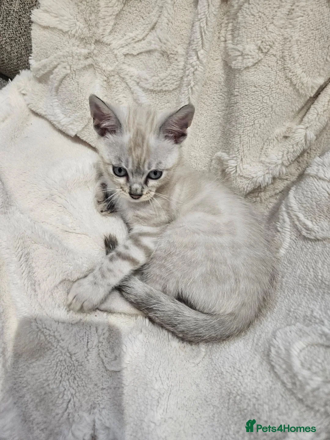 Bengal cats for sale: To male bengal s - Advert 4