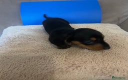 Dachshund dogs for sale: Dachshund puppies for sale stunning  - Image 7