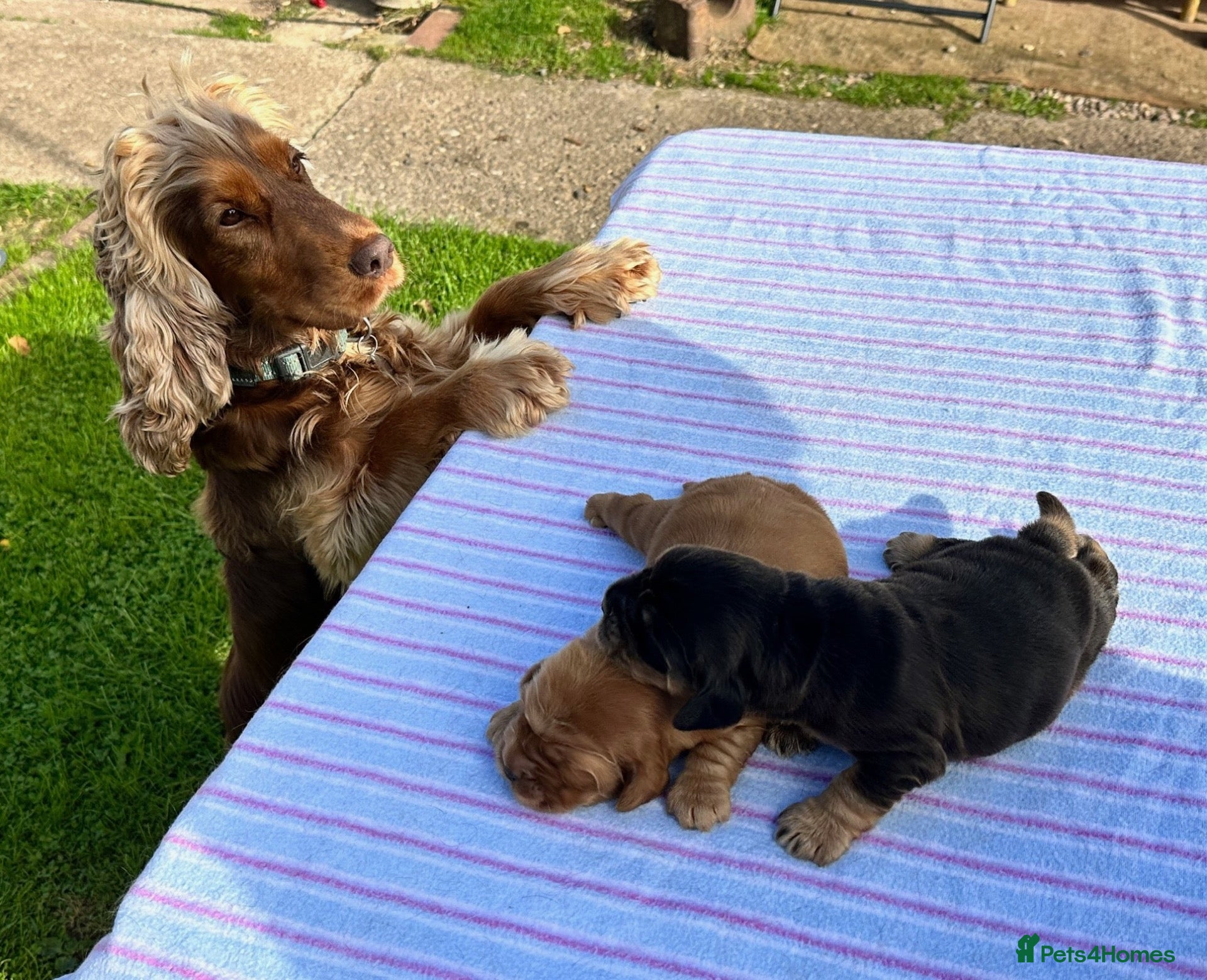 Cocker Spaniel dogs Health-Tested, KC Reg. Show Cocker Spaniel Puppies - Advert 1