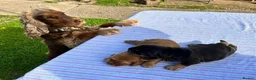 Cocker Spaniel dogs for sale: Beautiful Show Type Kc Reg. in Dymock - Advert 9