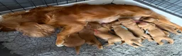 Cavapoo dogs for sale: F1 RED CAVAPOOS HEALTH TESTED KC PARENTS LICENSED  - Advert 1