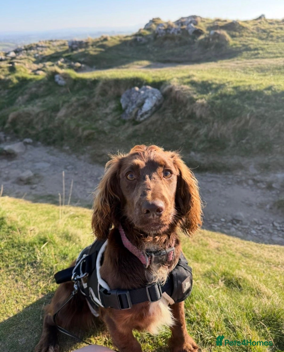Cocker Spaniel dogs Kc reg cocker spaniel puppies champion bloodlines - Advert 1