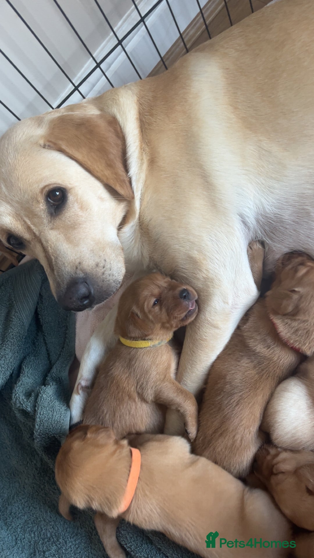 Labrador Retriever dogs for sale: Fox Red / yellow Labrador puppies for sale - Image 6