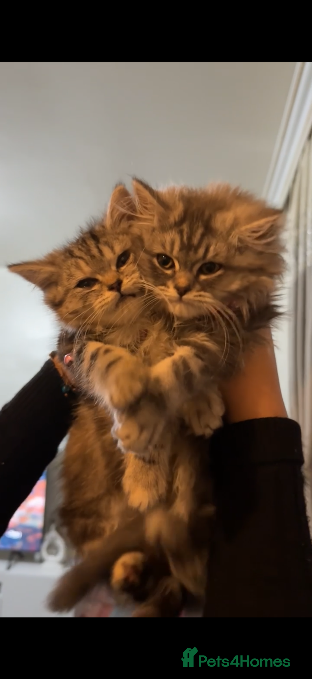 British Longhair cats for sale: 2 girls kittens for sale  - Advert 2