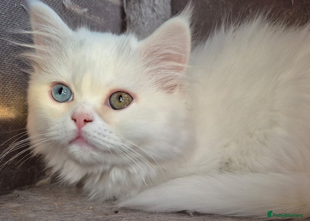 Mixed Breed cats for sale: Persian X Ragdoll Kittens Ready For Forever Homes! - Advert 21