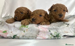 Toy Poodle dogs for sale: KC registered tiny toy poodles  - Image 2