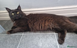 Maine Coon cats for sale: Stunning main coon girl for sale - Image 5