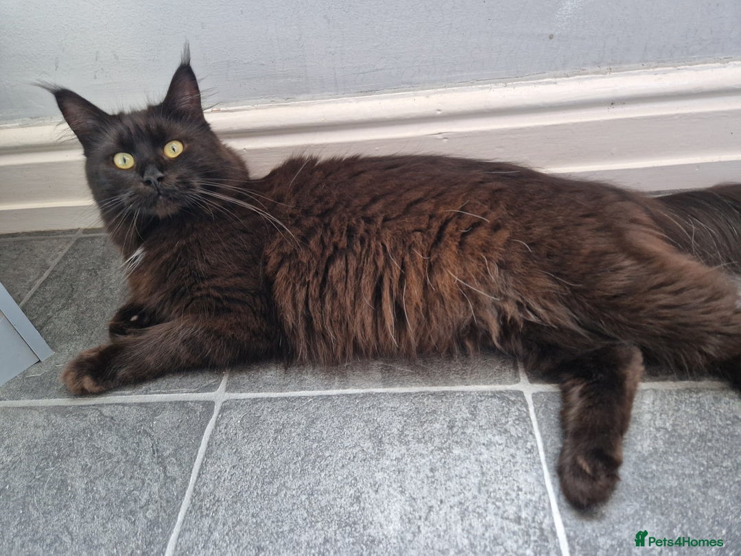 Maine Coon cats for sale: Stunning main coon girl for sale - Image 5