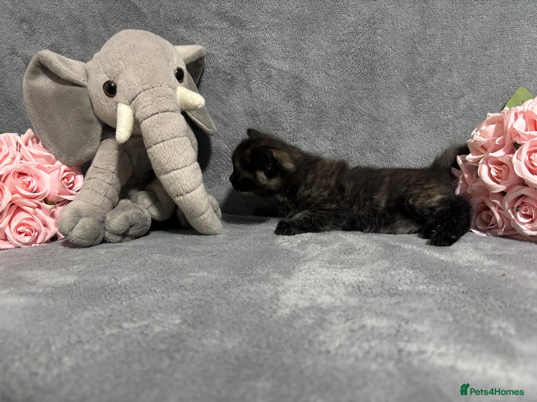 Mixed Breed cats for sale: Ragdoll mixed kittens Grey. Tabby. Speckled. Black - Advert 16