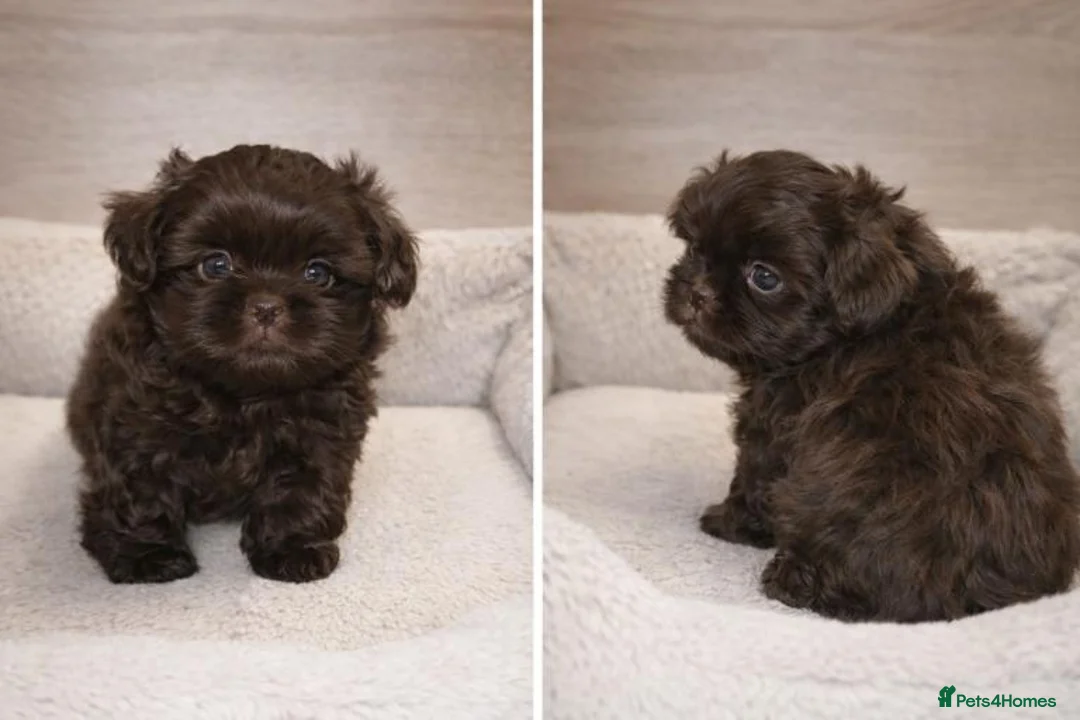 Shih Tzu dogs for sale: Imperial Shih-tzu Ready to leave  - Advert 9