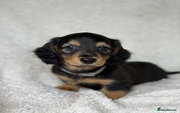 Miniature Dachshund dogs for sale: ⭐️ Miniature Long Haired Dachshund Pups ⭐  - Image 9