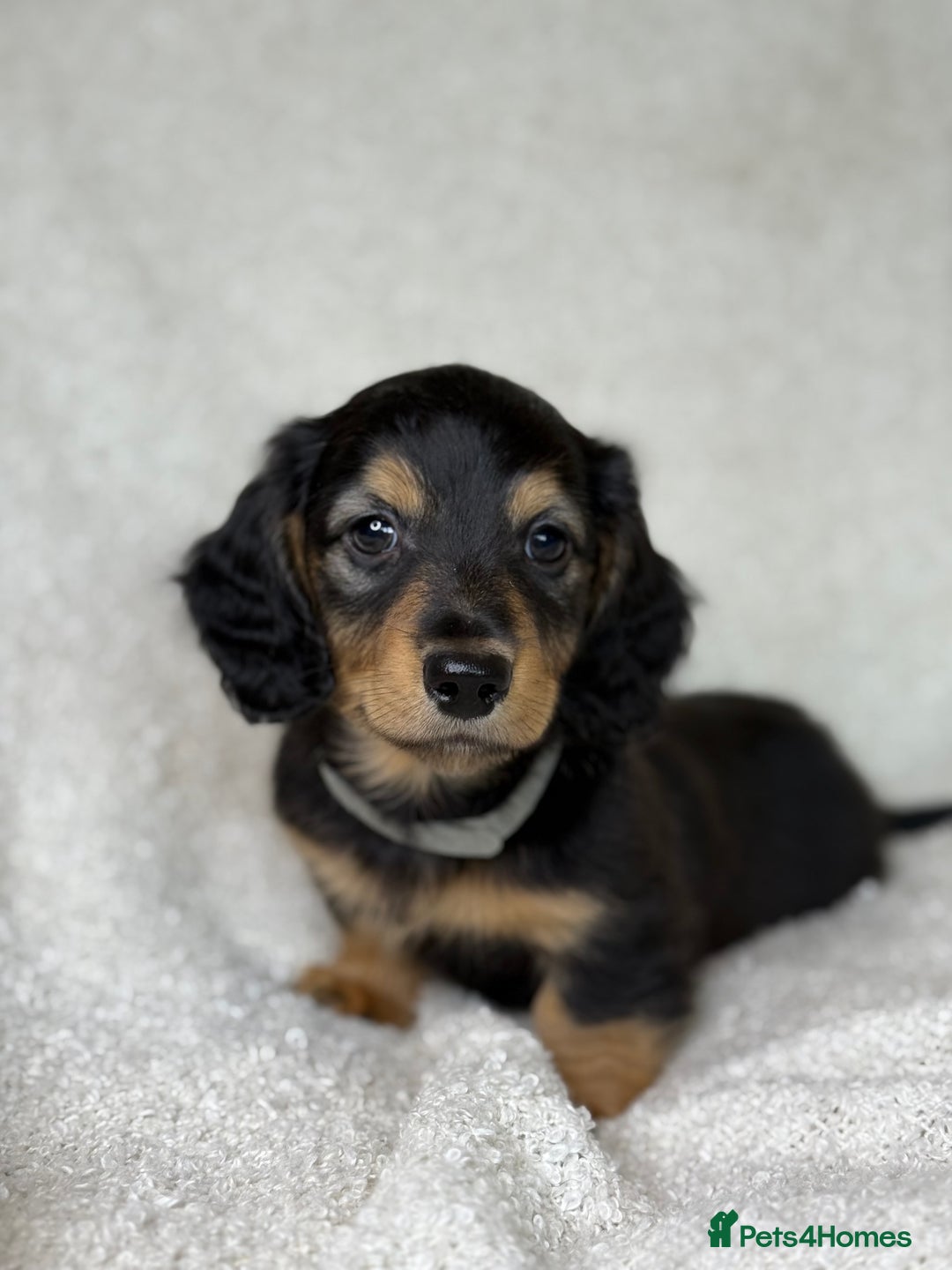 Miniature Dachshund dogs for sale: ⭐️ Miniature Long Haired Dachshund Pups ⭐  - Image 9