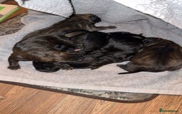 Mixed Breed dogs for sale: Cane Corso x Belgian Malinois - Image 1
