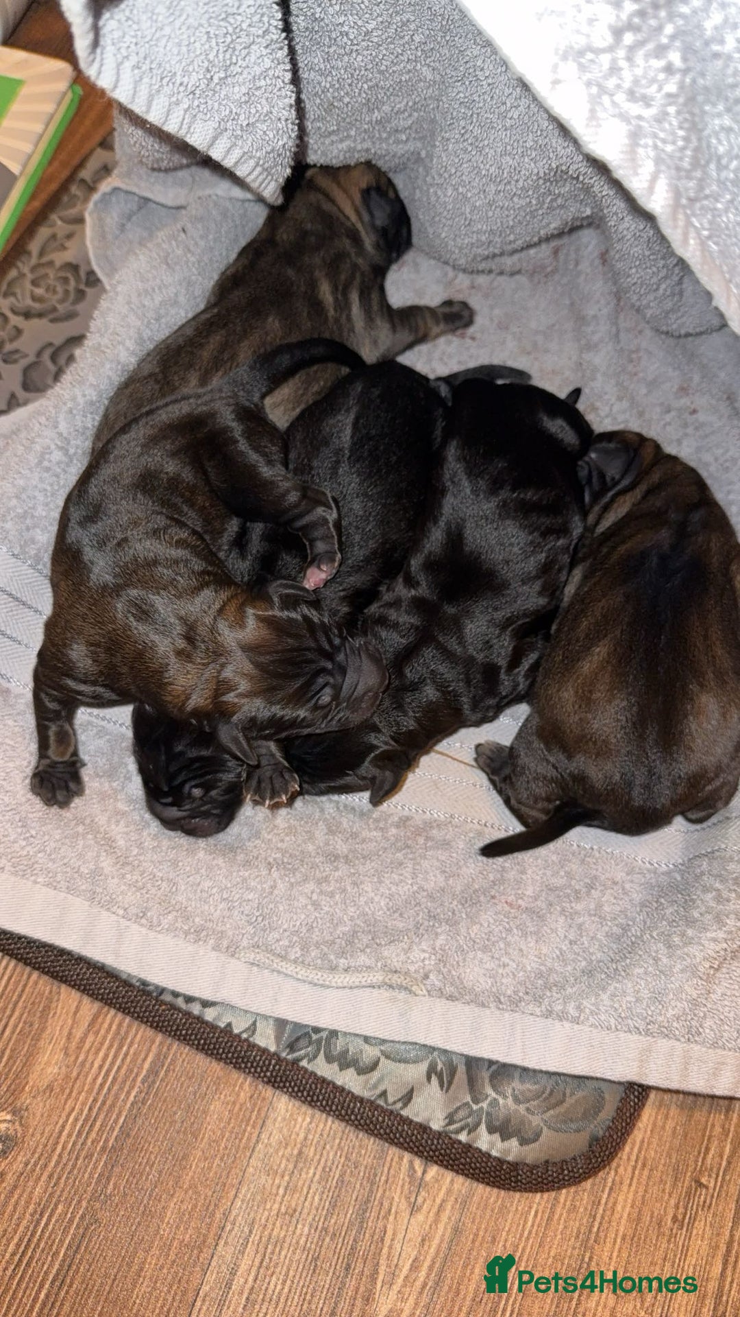 Mixed Breed dogs for sale: Cane Corso x Belgian Malinois - Image 1