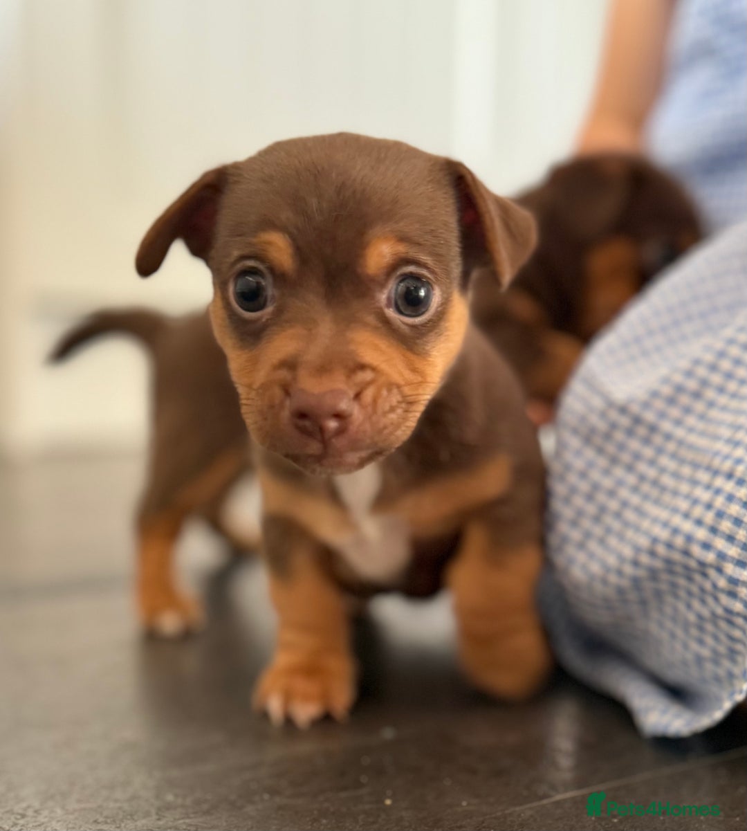 Jack Russell dogs for sale: Gorgeous miniature Jack Russell puppies  - Image 5