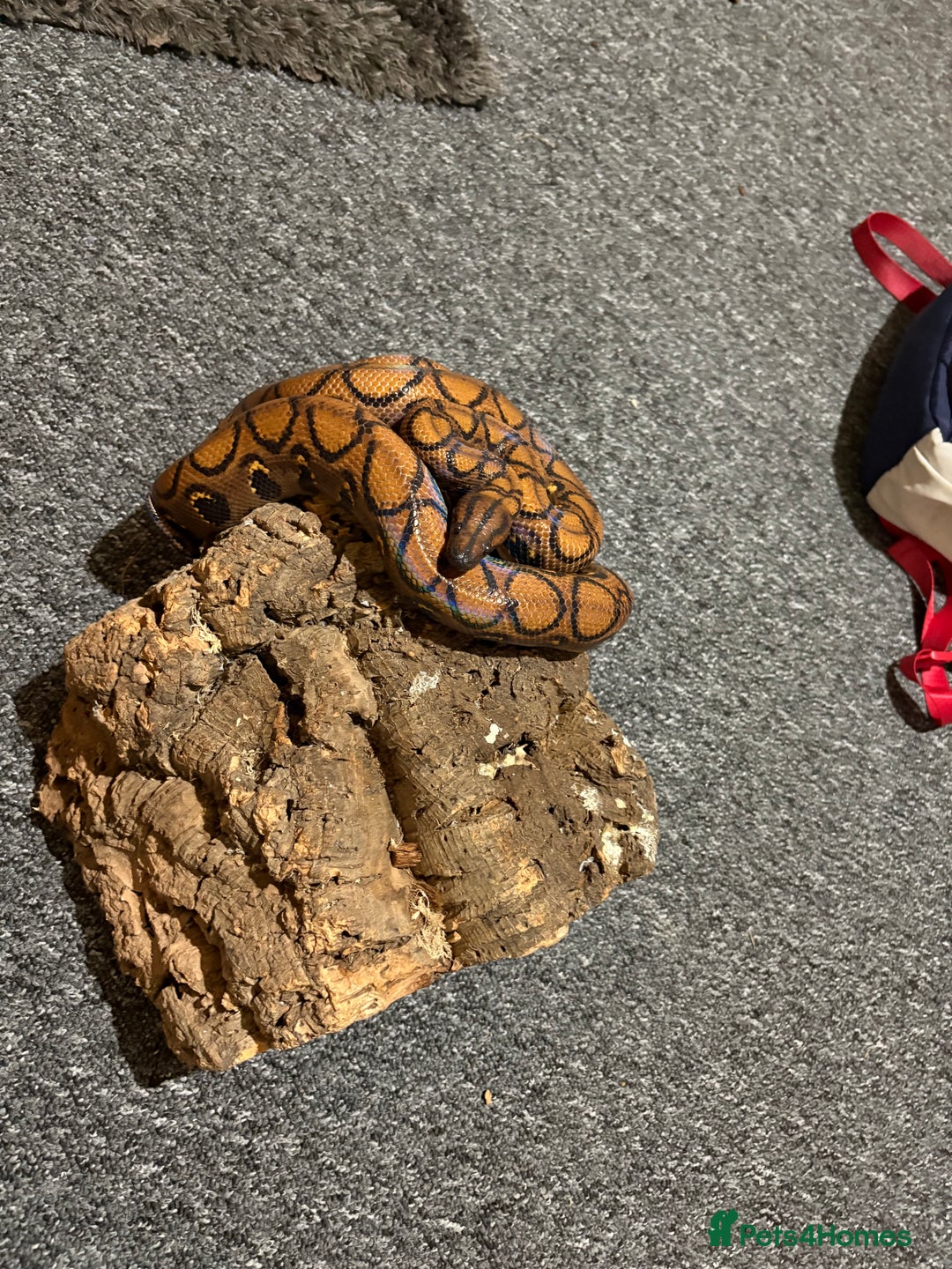 Boa Snake reptiles for sale: Rainbow boa n full setup - Advert 1