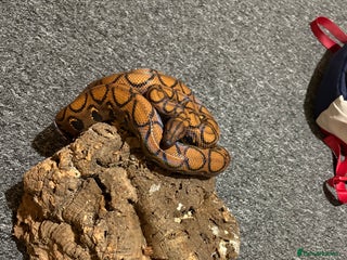 Boa Snake reptiles Rainbow boa n full setup - Advert 9